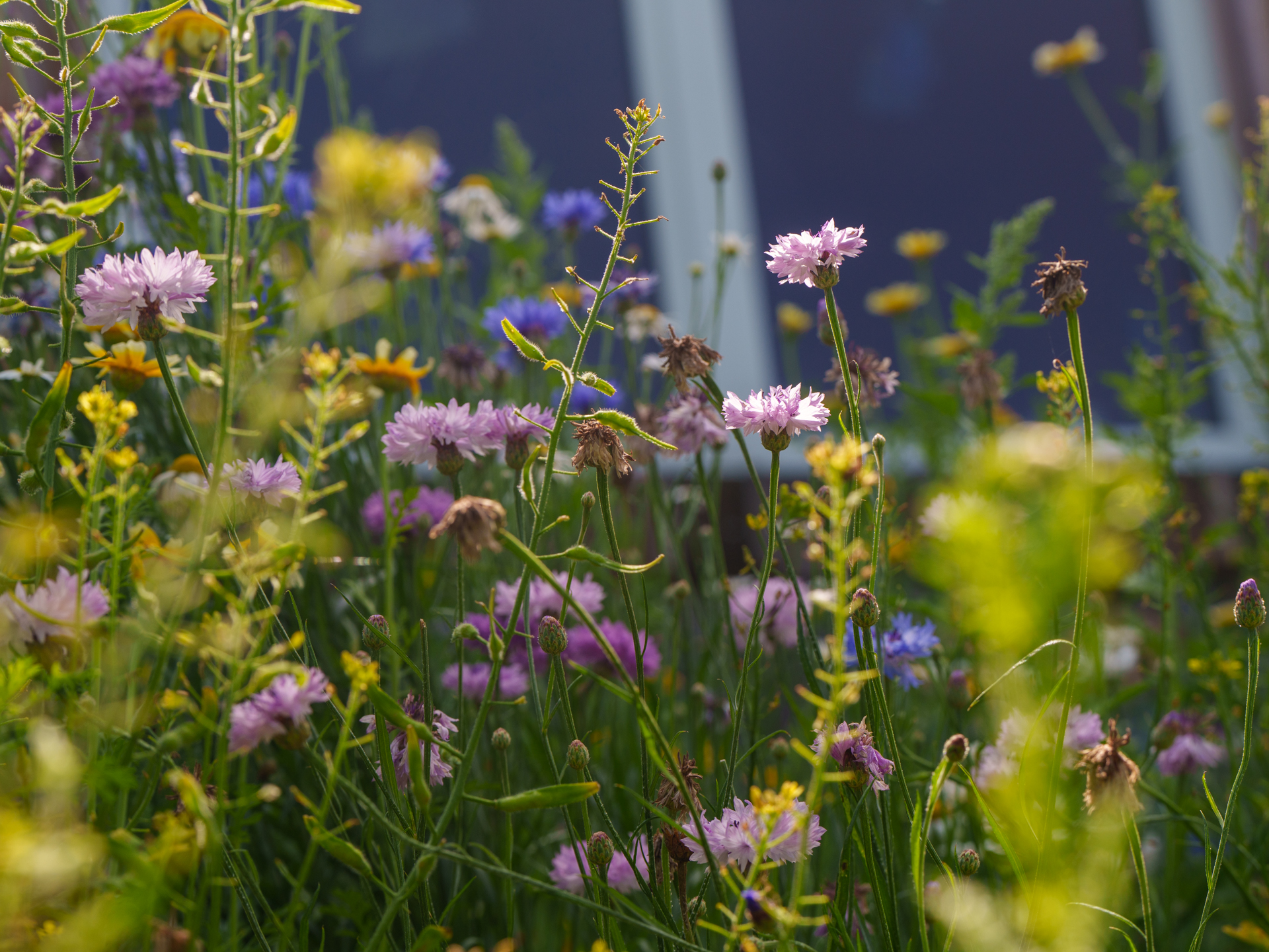 kwiaty i zioła rosnące w zagrodzie kwasne wisnie