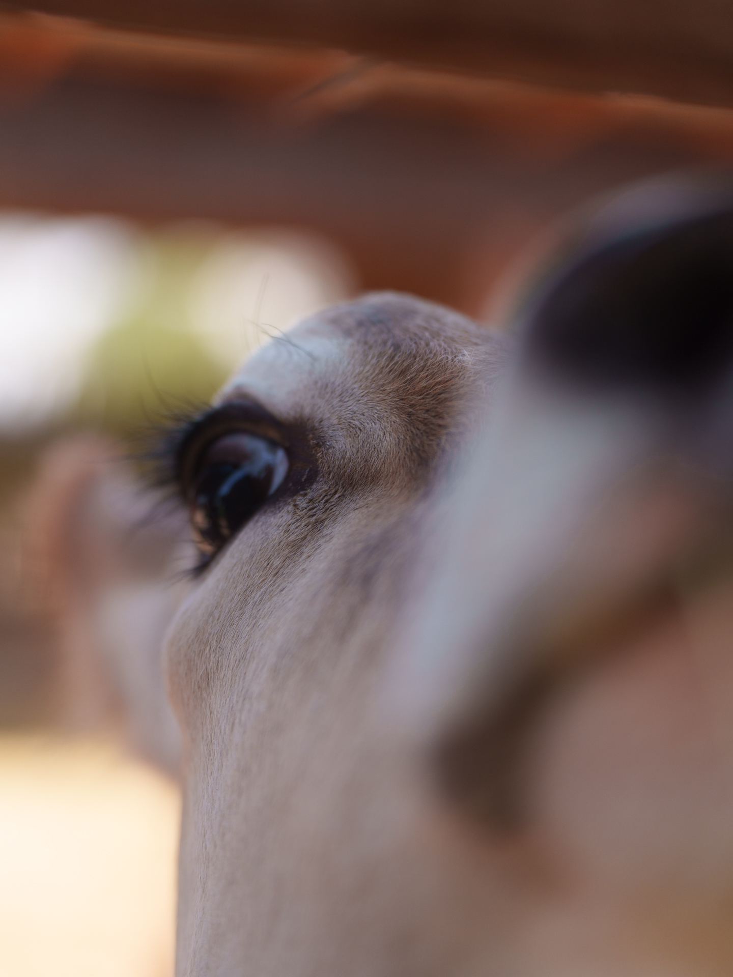 portret krowy rasy Jersey